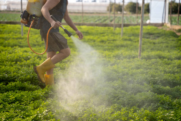 Best Mosquito Control Services  in Montgomery, MN