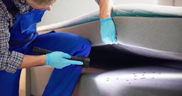 Best Wasp Removal Services  in Montgomery, MN