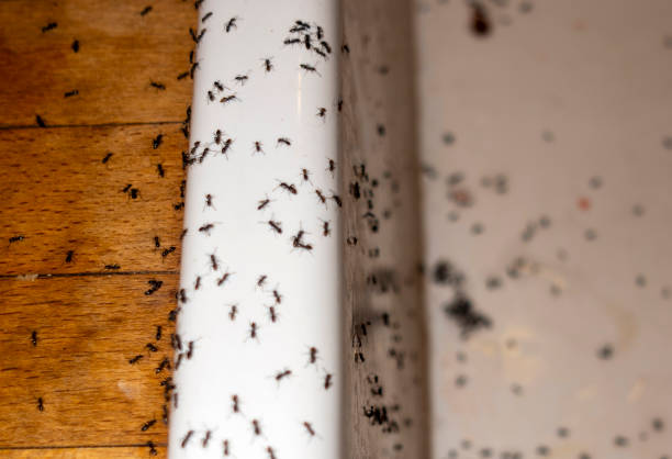 Best Pest Removal Services  in Montgomery, MN
